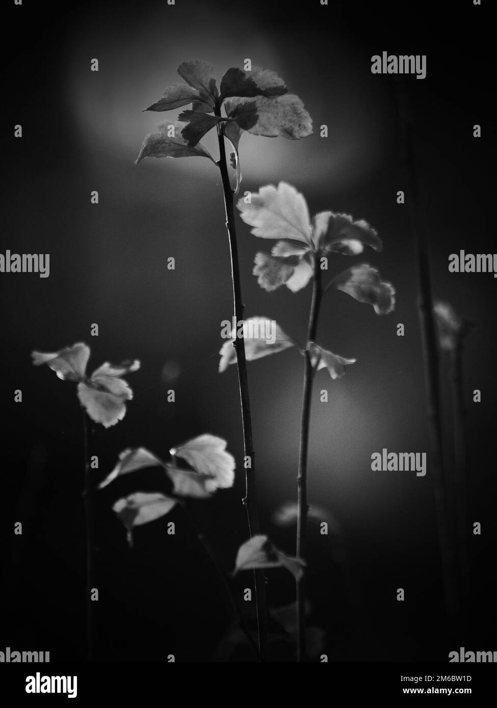 Mystic herbs hi-res stock photography and images - Alamy