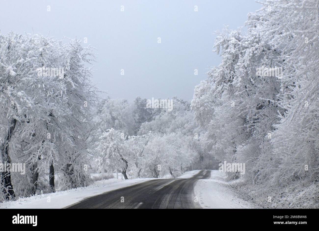 Frost on trees Stock Photo