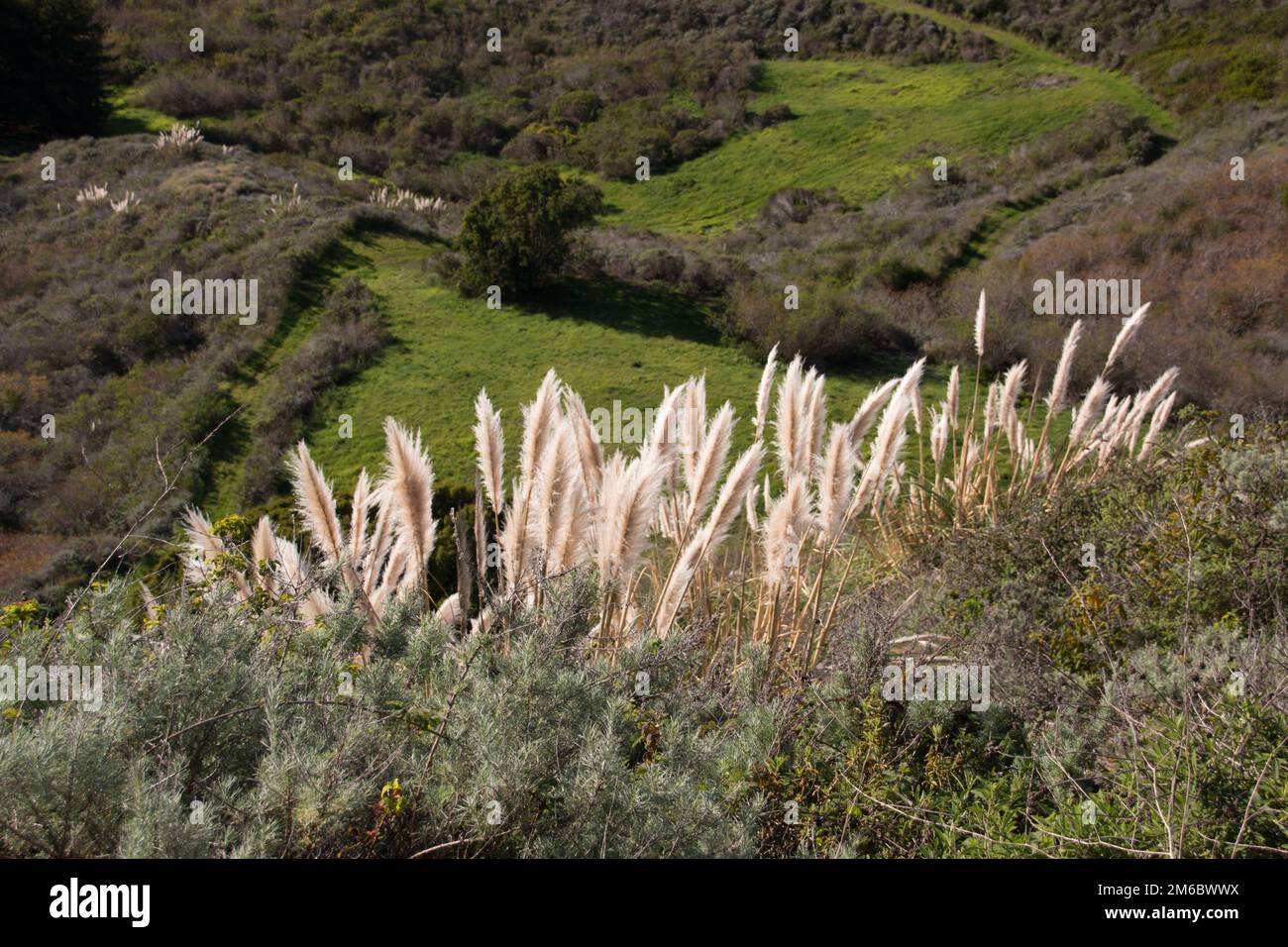 Weedy pampas grass at the Big Sur coast, Los Padres National Forest