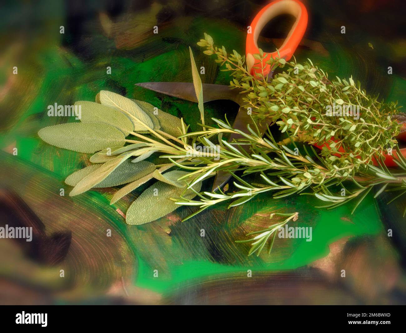 Garden Sage (Salvia officinalis), Rosemary (Rosmarinus officinalis) and