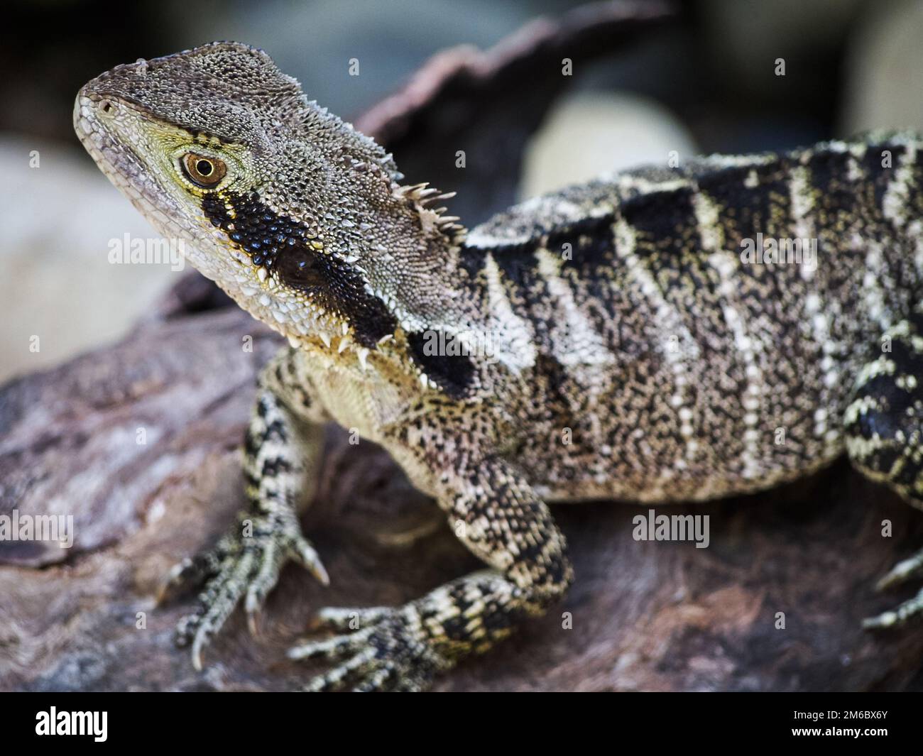 Australian Water Dragon Lizard on Rock Stock Photo