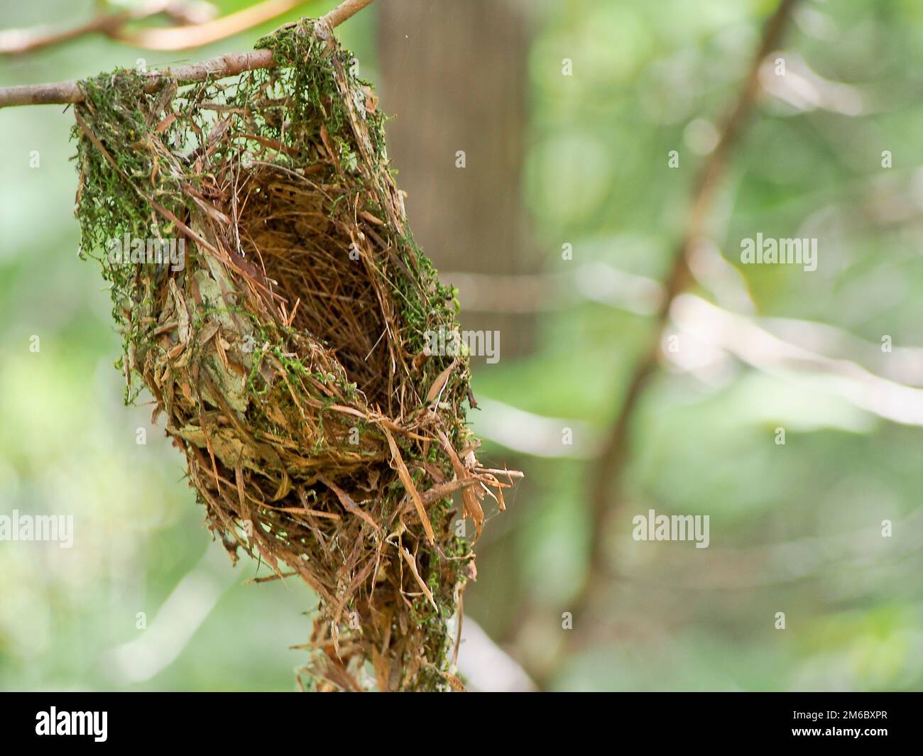 Hummingbird Nest Hanging from Branch Stock Photo Alamy