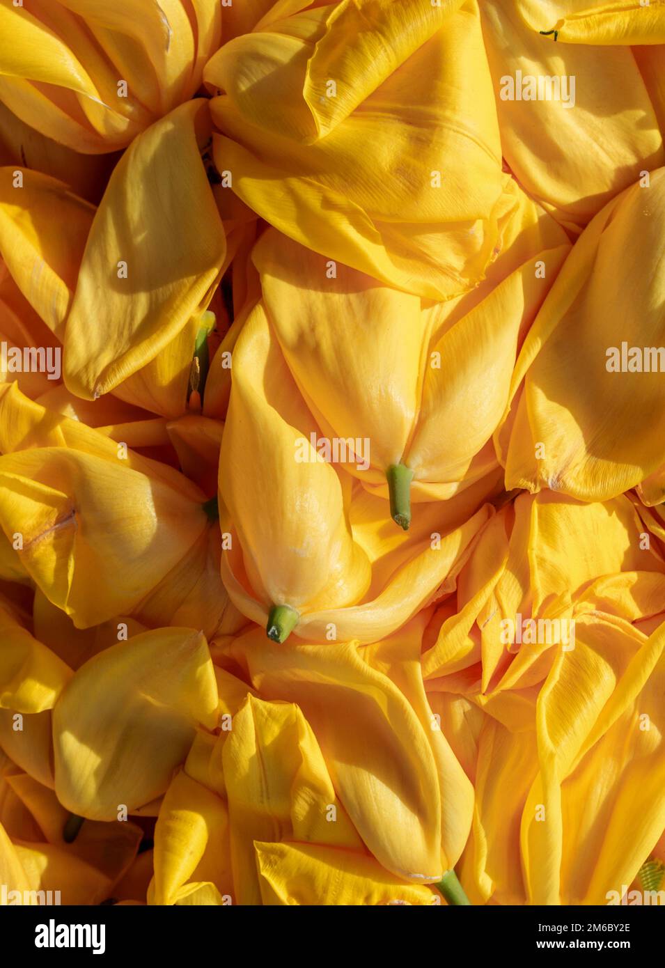 Background cut yellow buds, wilted tulips, shot from above Stock Photo