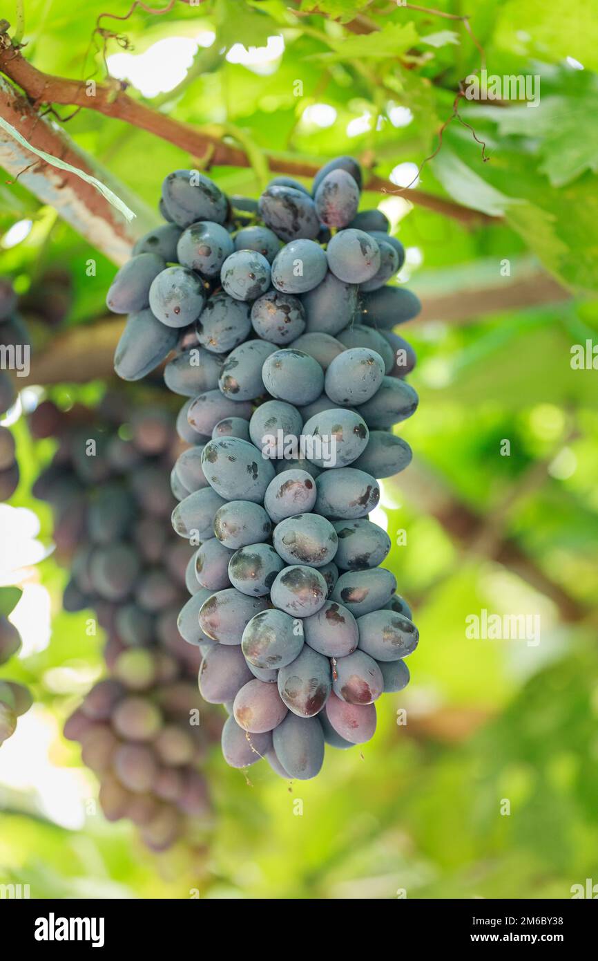 Vine plant ripe white hi-res stock photography and images - Alamy