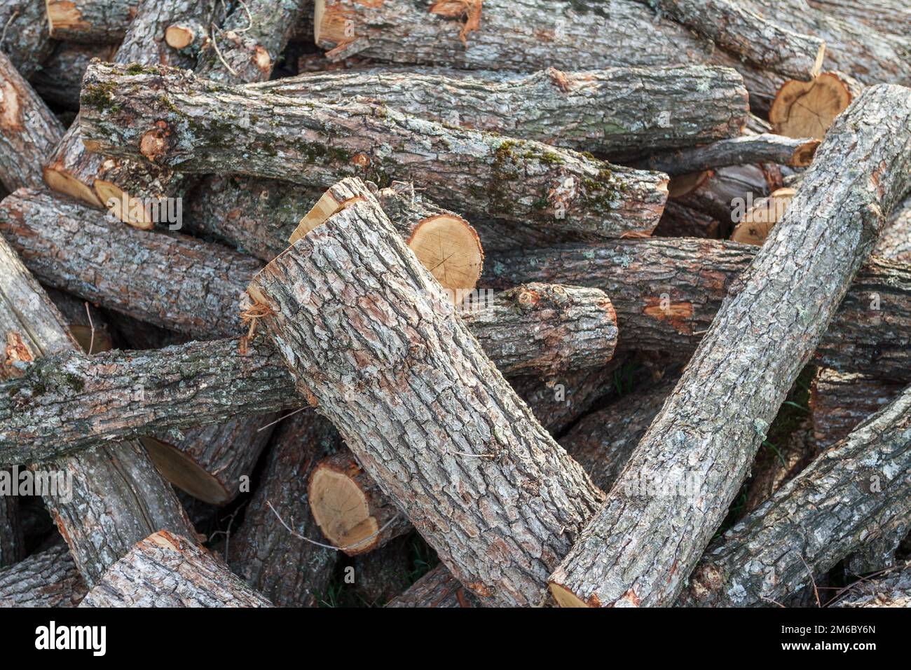 Tree trunks deforestation hires stock photography and images Alamy