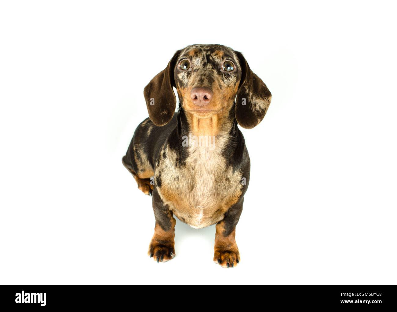 Short marble Dachshund Dog sit is looking ahead, hunting dog, isolated on white background. Stock Photo