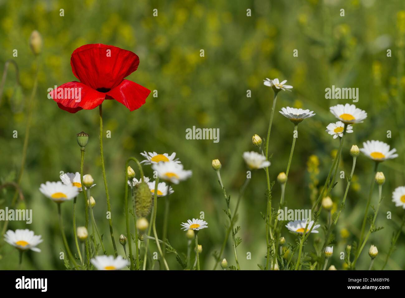 Single flower of wild red poppy on blue sky background with focus on ...