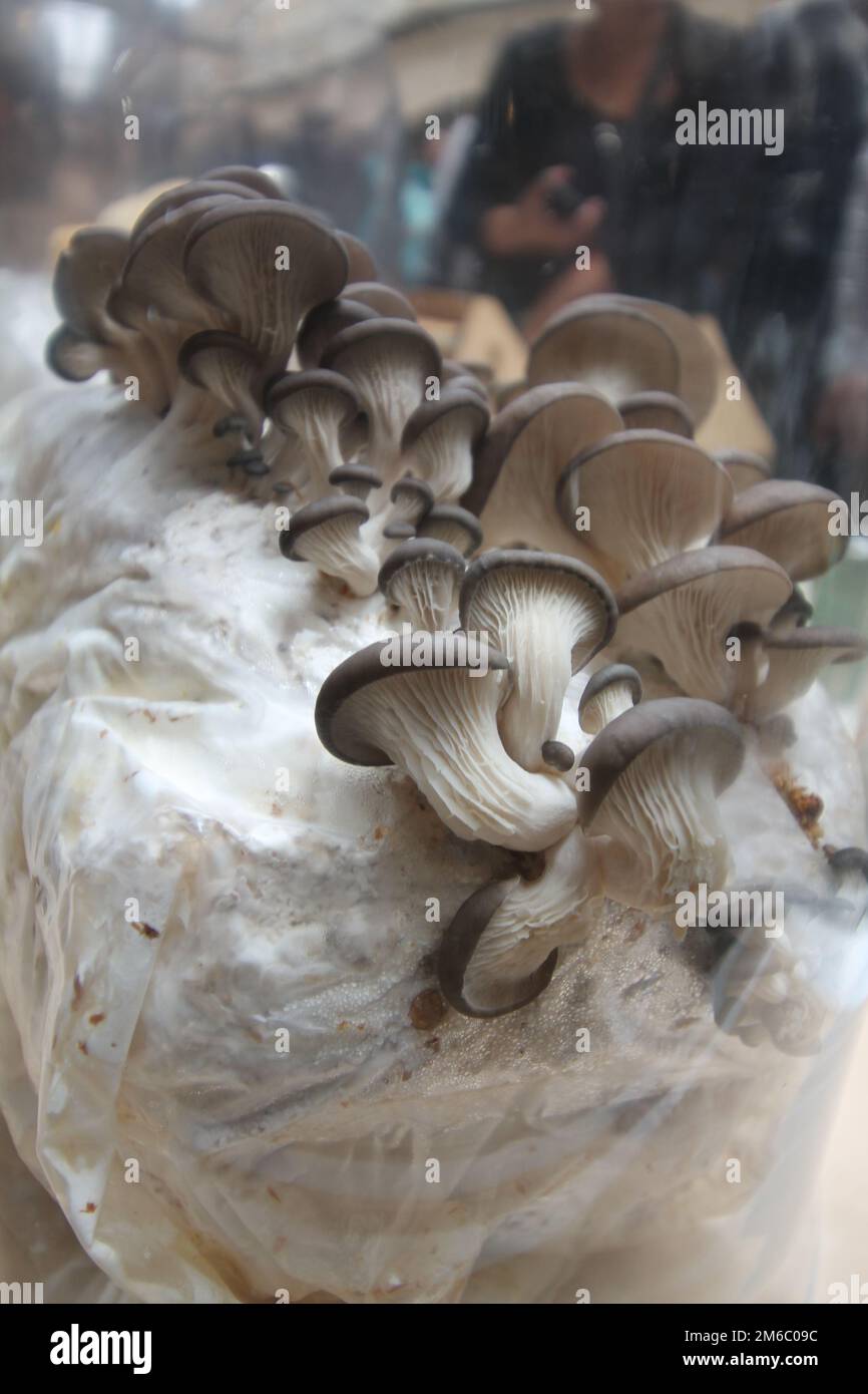 Fake Mushrooms For Sale In A Market In Bangkok, Thailand Stock