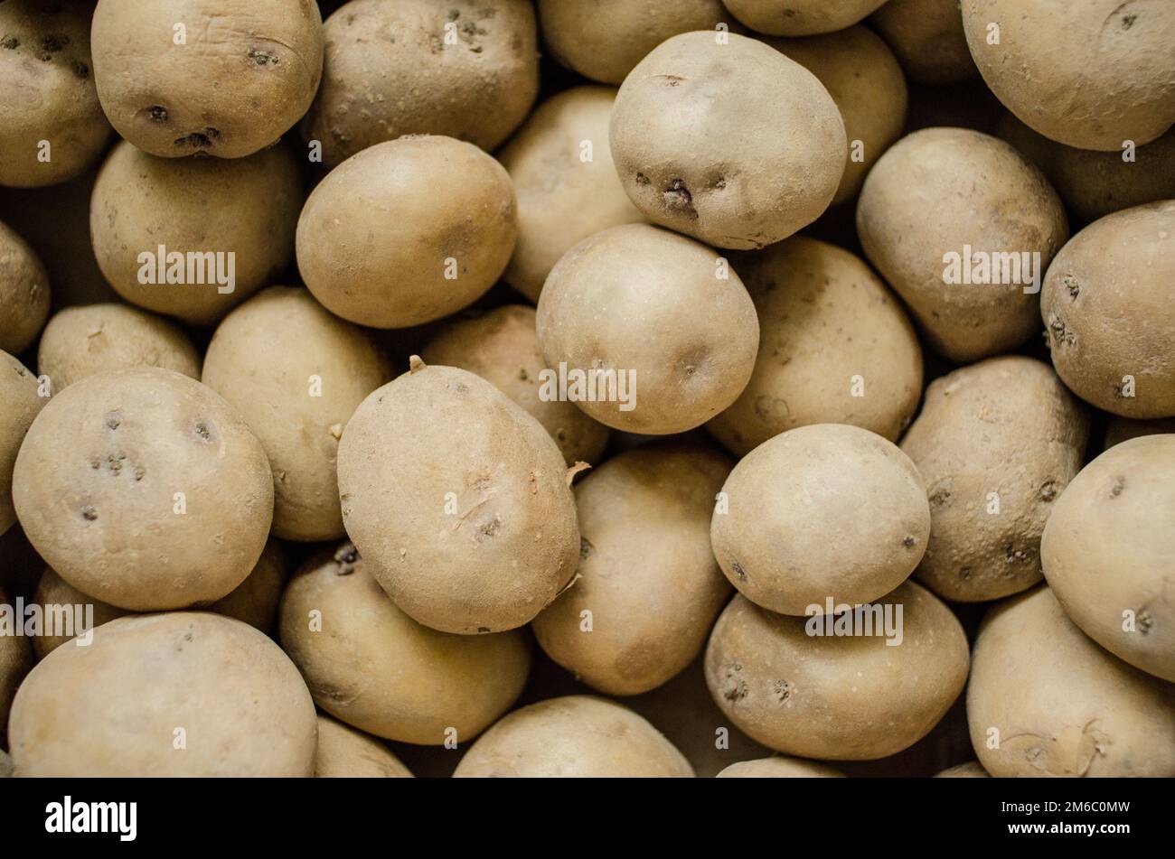 Fresh organic potato stand out among many large background potatoes in
