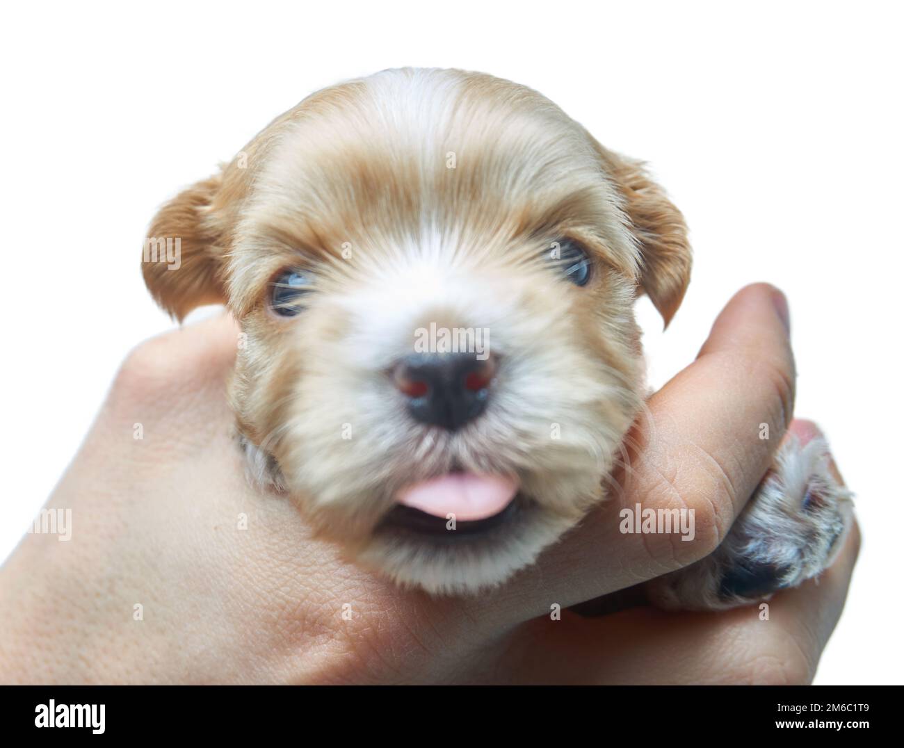 Havanese puppy looks into the camera with his tongue out Stock Photo