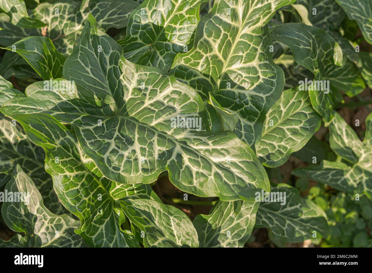 arum italicum leaves close up Stock Photo