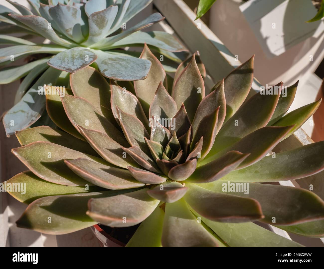 Houseplants in a pot. Close up succulent plants San Francisco river Leatherpetal plant also known as Leather petals. Stock Photo