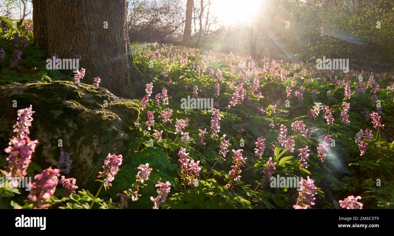 Low angle shot of magenta flowers in the sunset with a real lensflare - panoramic cropped. Stock Photo