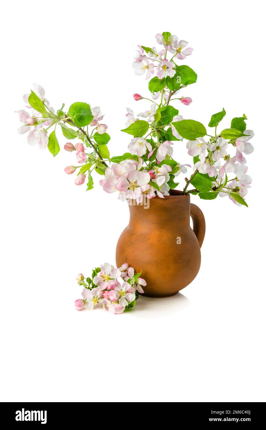 Branch of blossoming apple-tree in clay pitcher on white background, close-up Stock Photo