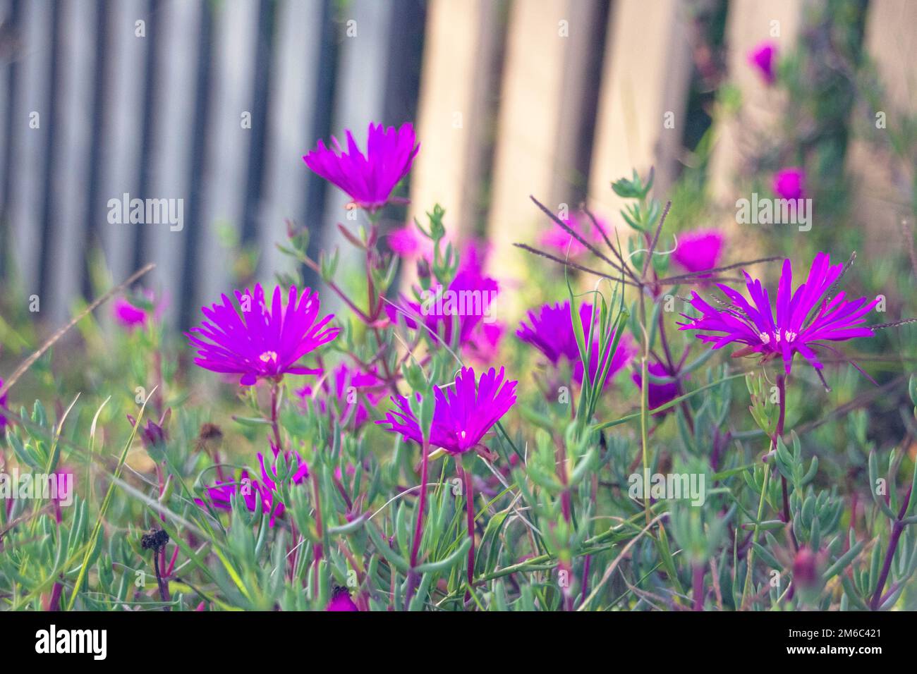 Lampranthus - Aizoaceae from the Ice Plant Family with purple flower Stock Photo