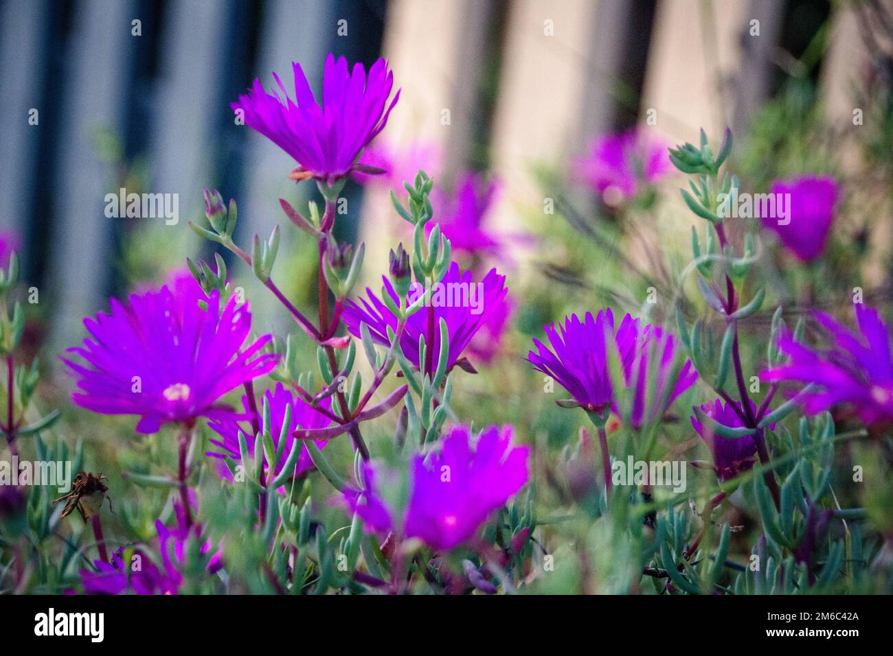Lampranthus - Aizoaceae from the Ice Plant Family with purple flower Stock Photo
