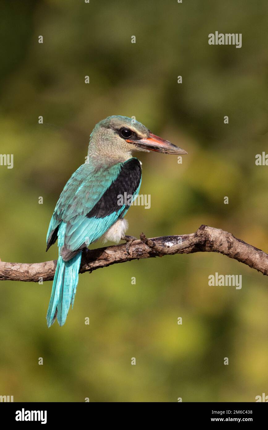 Woodland Kingfisher, Mandina Ba, Western Division, The Gambia Stock Photo