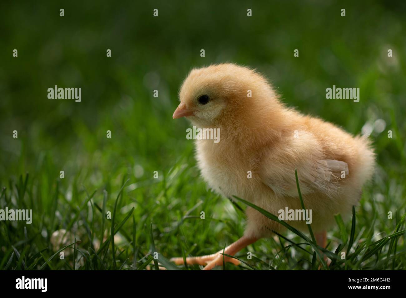 Walking chick Stock Photo