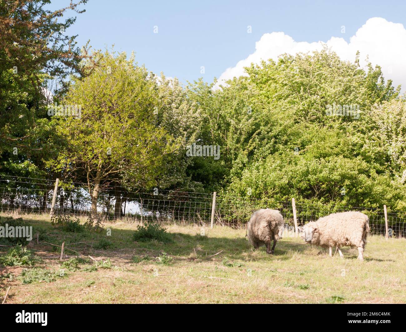 two sheep resting and grazing in a field on a summer's afternoon day time with their backs