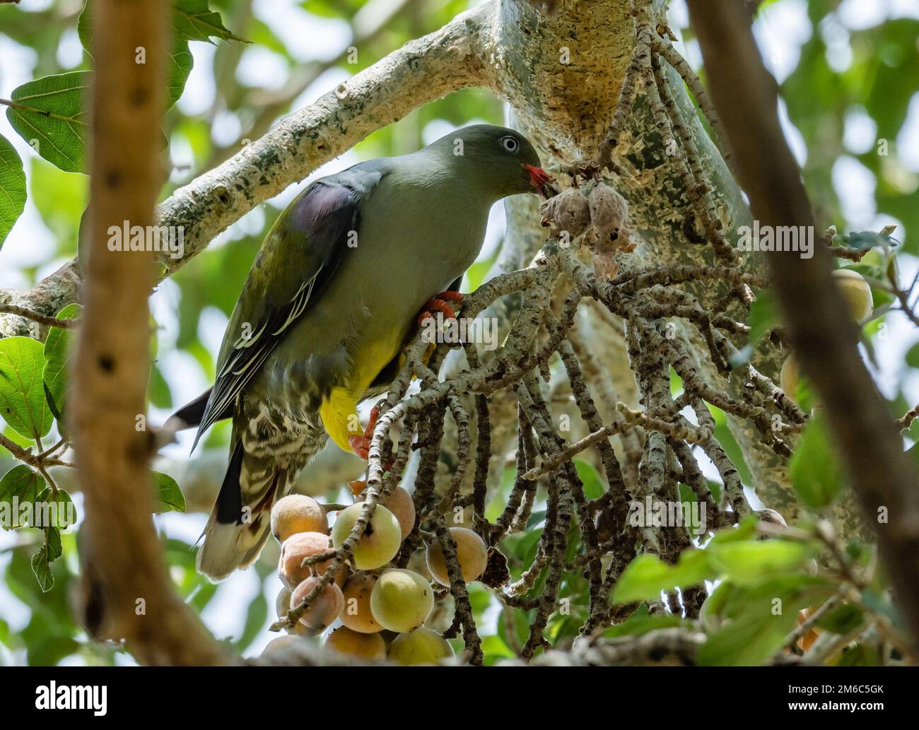 An African Green-Pigeon (Treron calvus) feeding on fruits. Kruger National Park, South Africa. Stock Photo