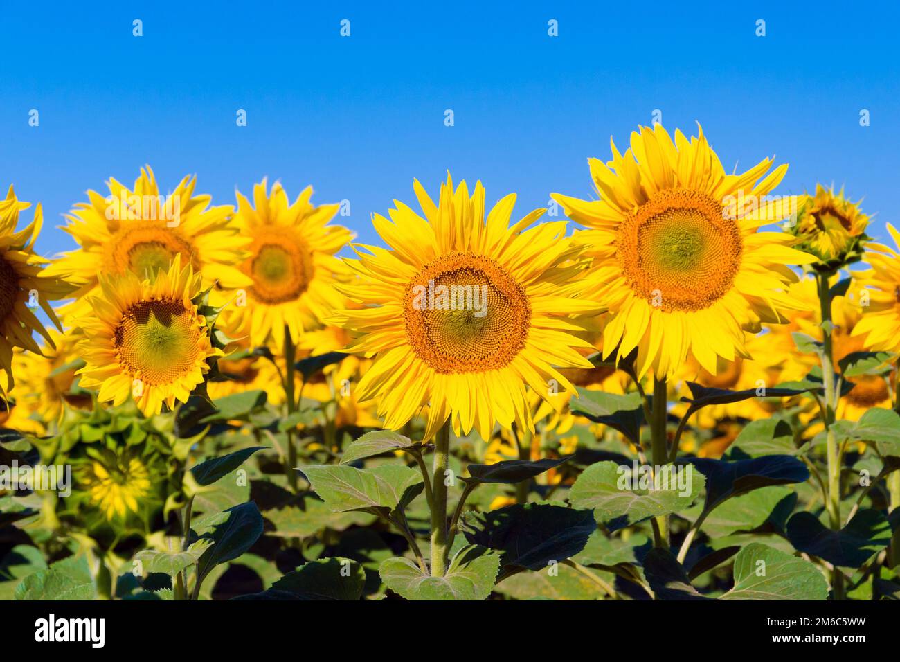 Plant agriculture hi-res stock photography and images - Alamy