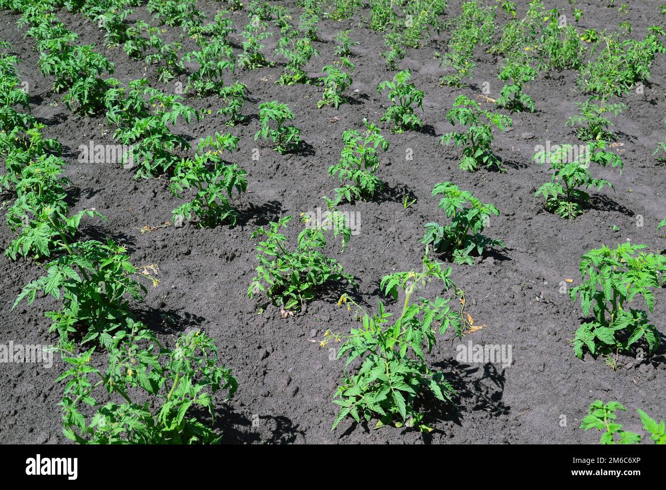 Nursery tomatoes hi-res stock photography and images - Alamy