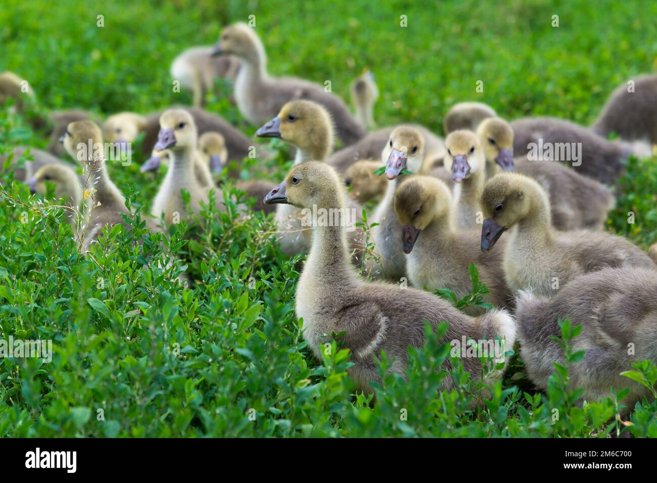 Goose Stand Stand grass hi-res stock photography and images - Alamy