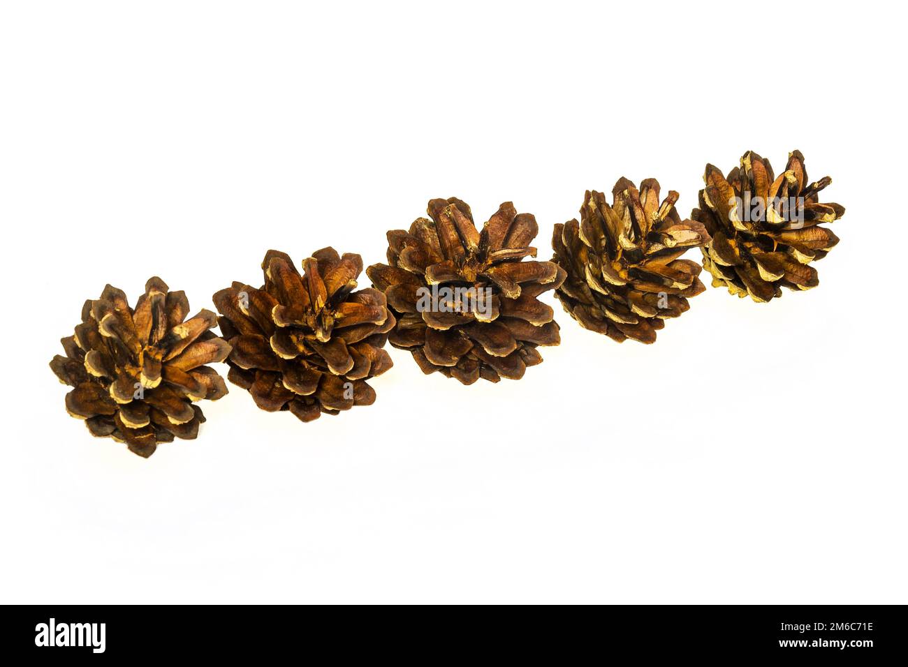 On a light surface there are five pine cones Stock Photo