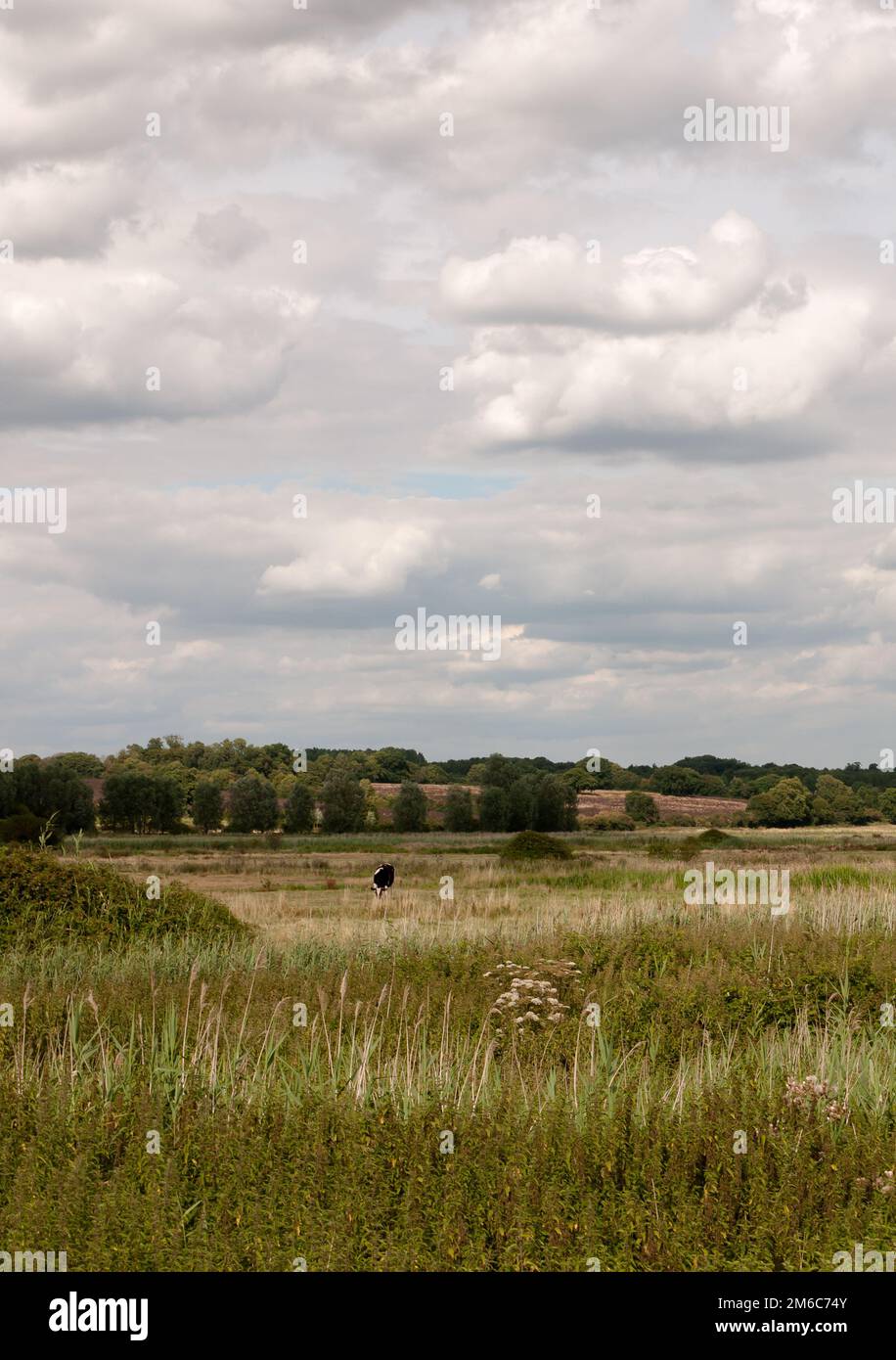 Farmland grassland uk meadow outside in country with a cow grazing Stock Photo