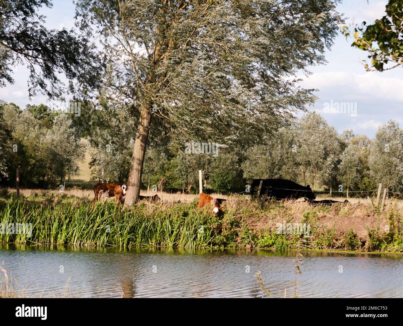 Brown cows across the river grazing on a summer's day Stock Photo - Alamy