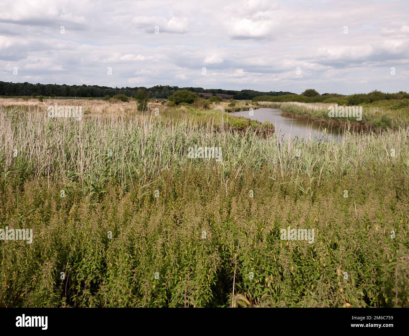 River running through grassland country walk stunning seen over reeds Stock Photo