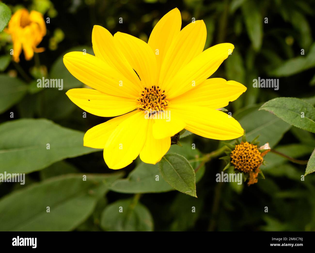 Yellow wild growing single dahlia up close Stock Photo