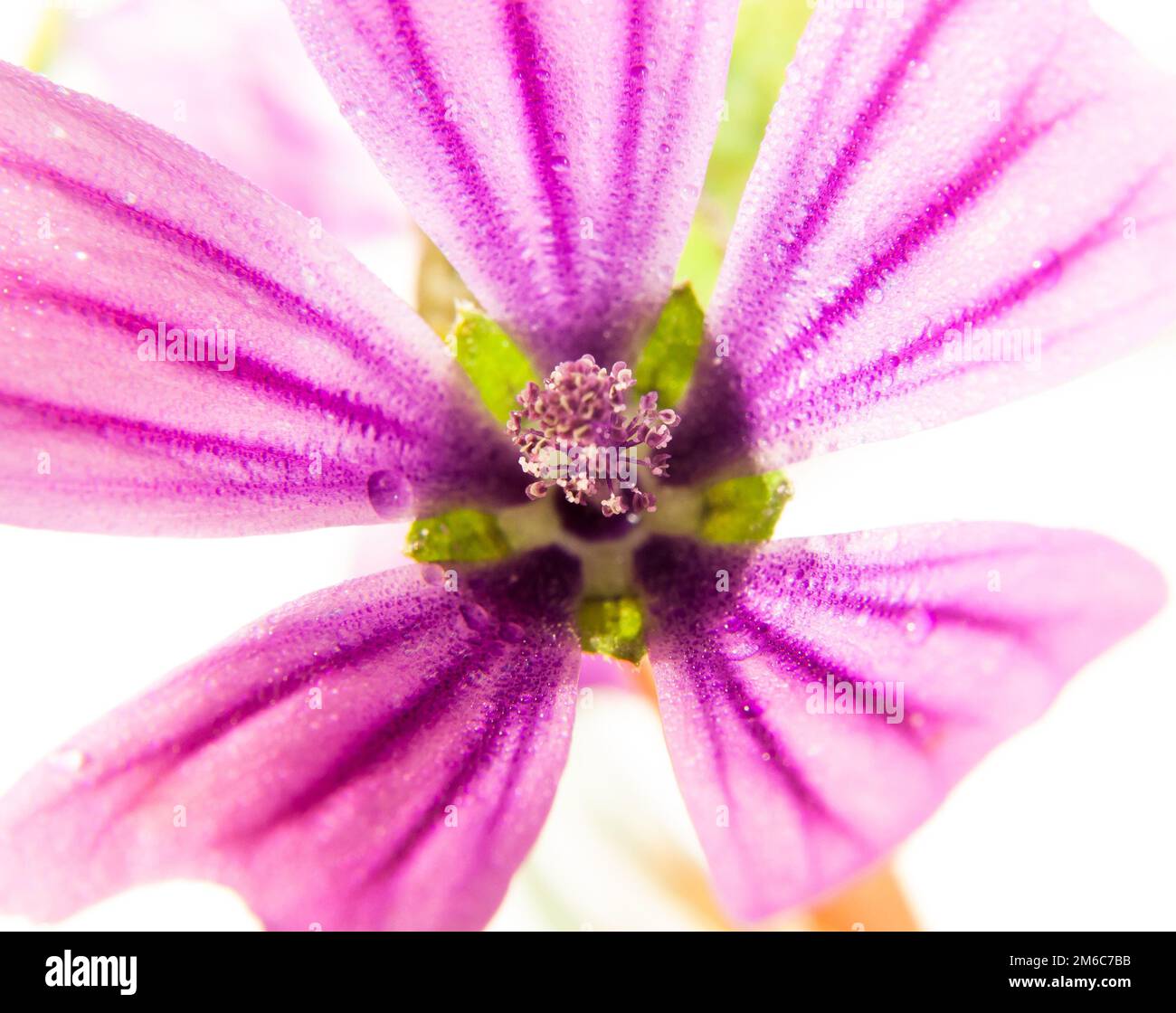 Pink common mallow Malva sylvestris up close on white background with water dew droplets Stock Photo