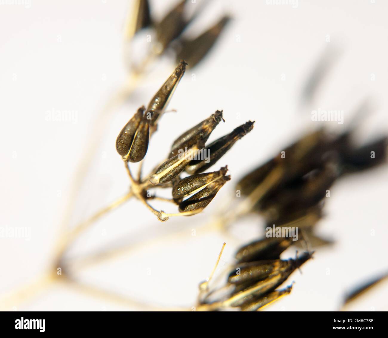 Close up of dead black spindly daisy cow parsley flower family on white background water dew droplet Stock Photo