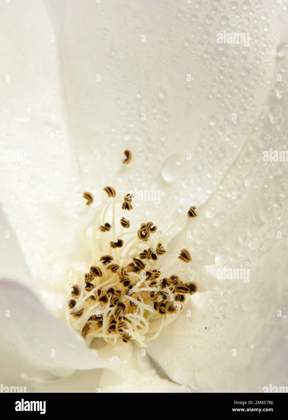 White wild rose up close with water dew droplets background Rosa canina Stock Photo