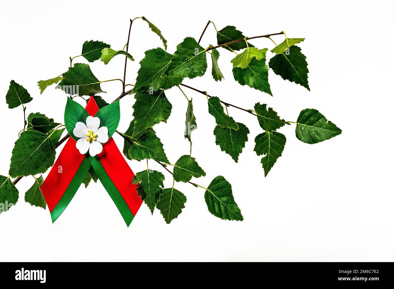 On a white background a birch branch with a red-green ribbon and apple ...