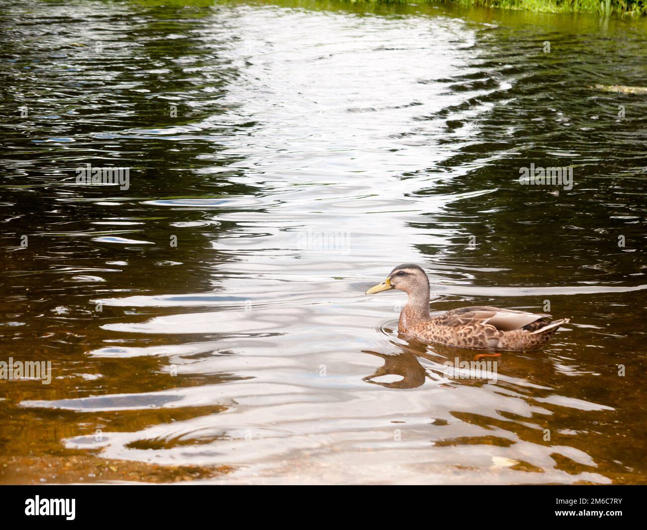 Side view of brown mallard in the river water Stock Photo