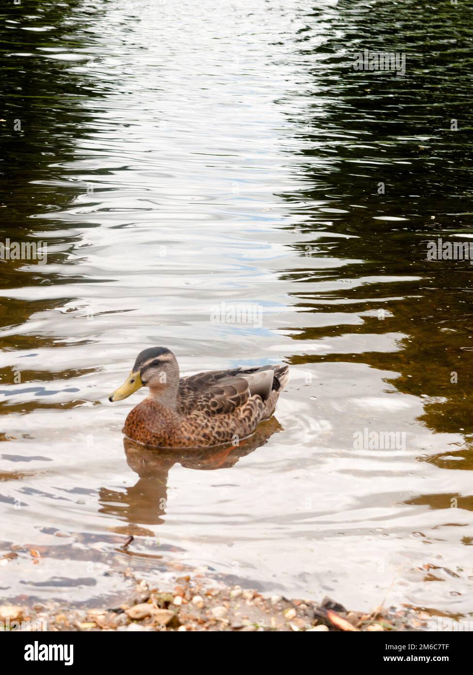 Nice portrait of single brown mallard in the water of river Stock Photo