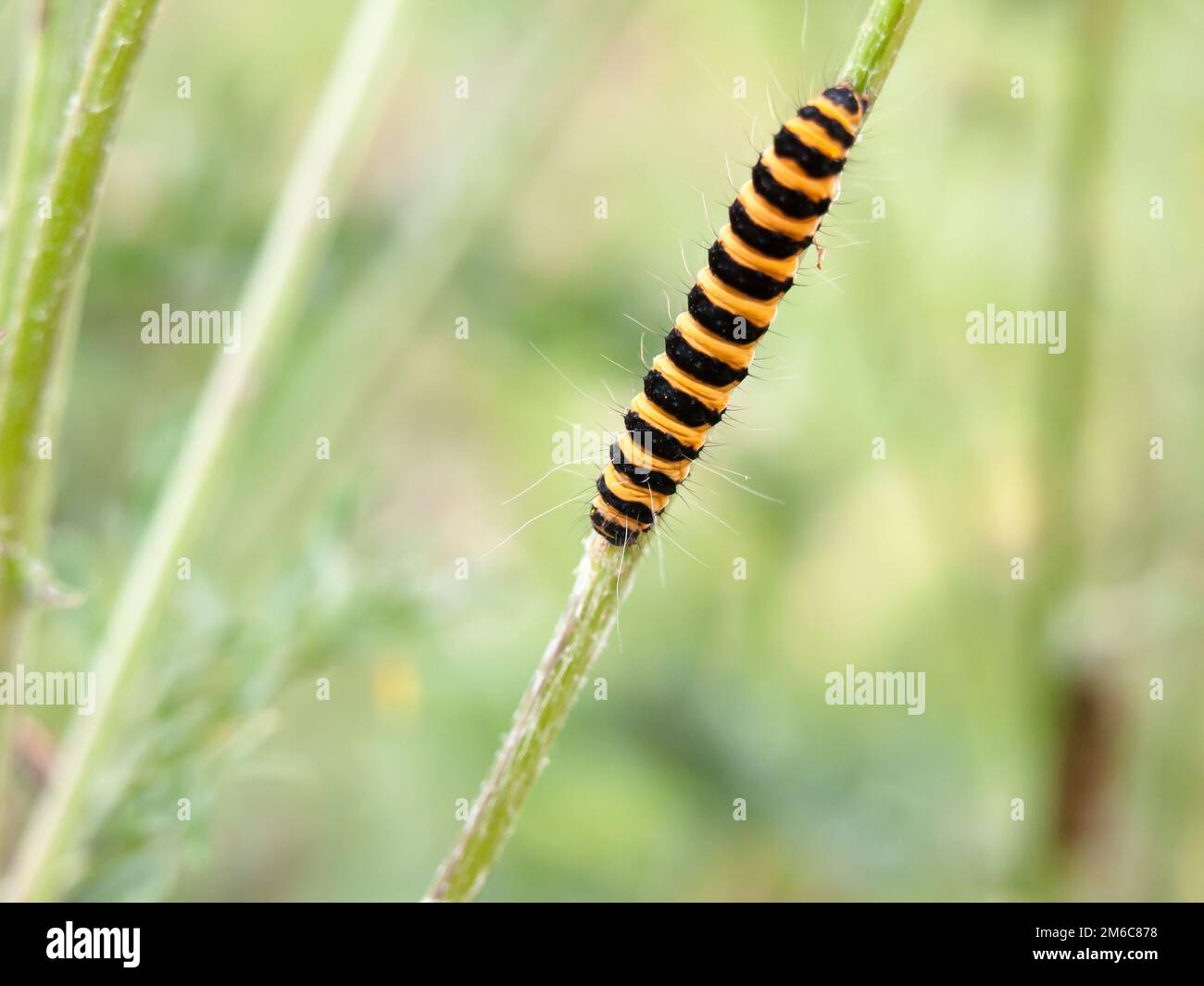 Single yellow and black caterpillar crawling down green stem Stock Photo
