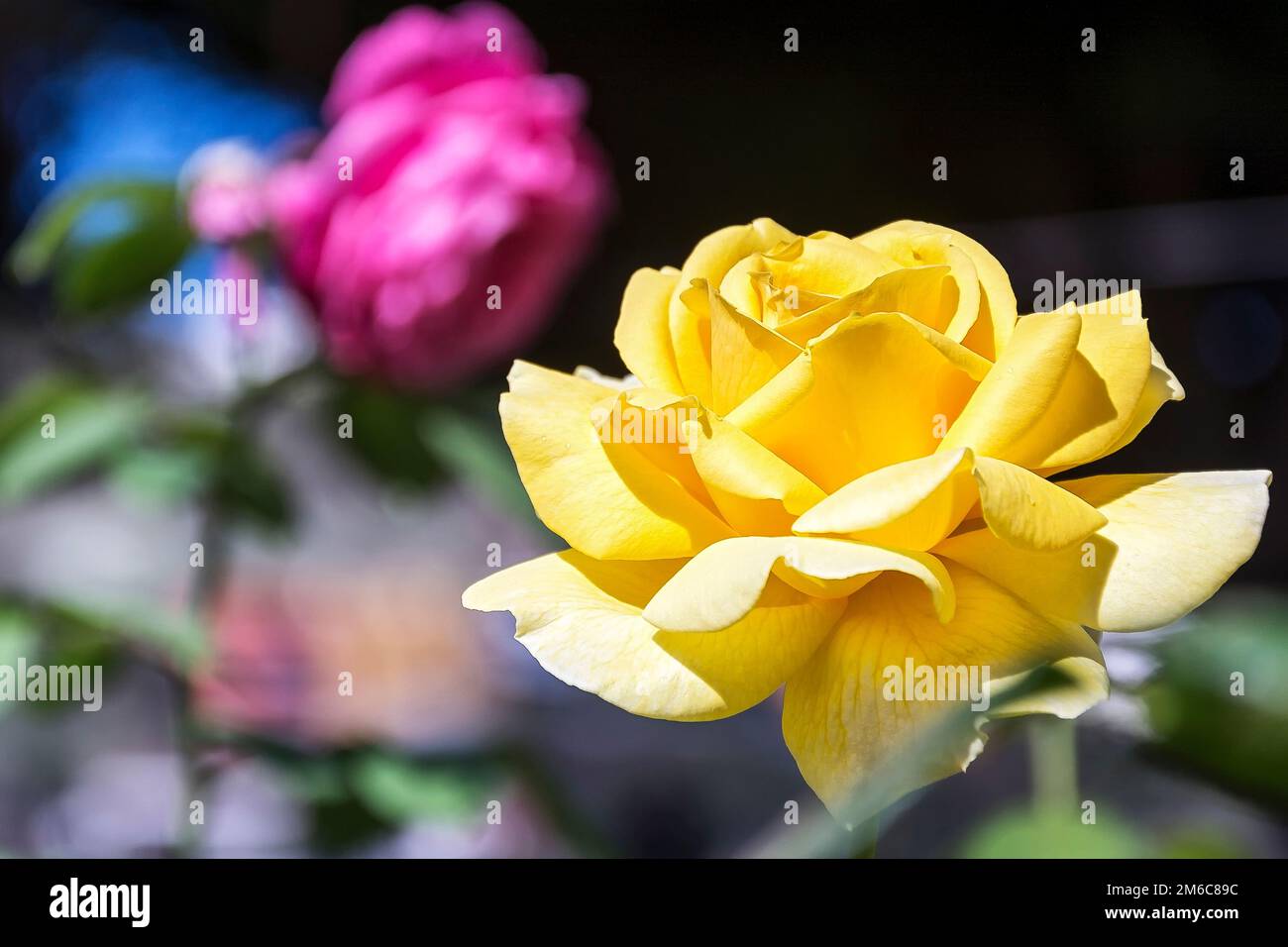 Flower of a blooming yellow rose on a blurred background Stock Photo