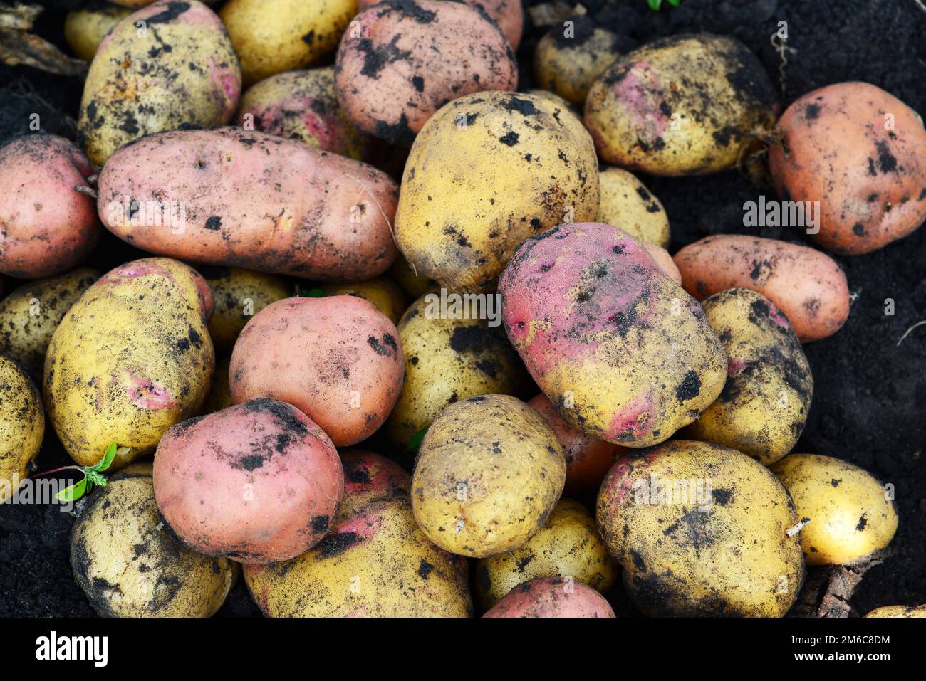 Potatoes of different varieties lie on ground Stock Photo