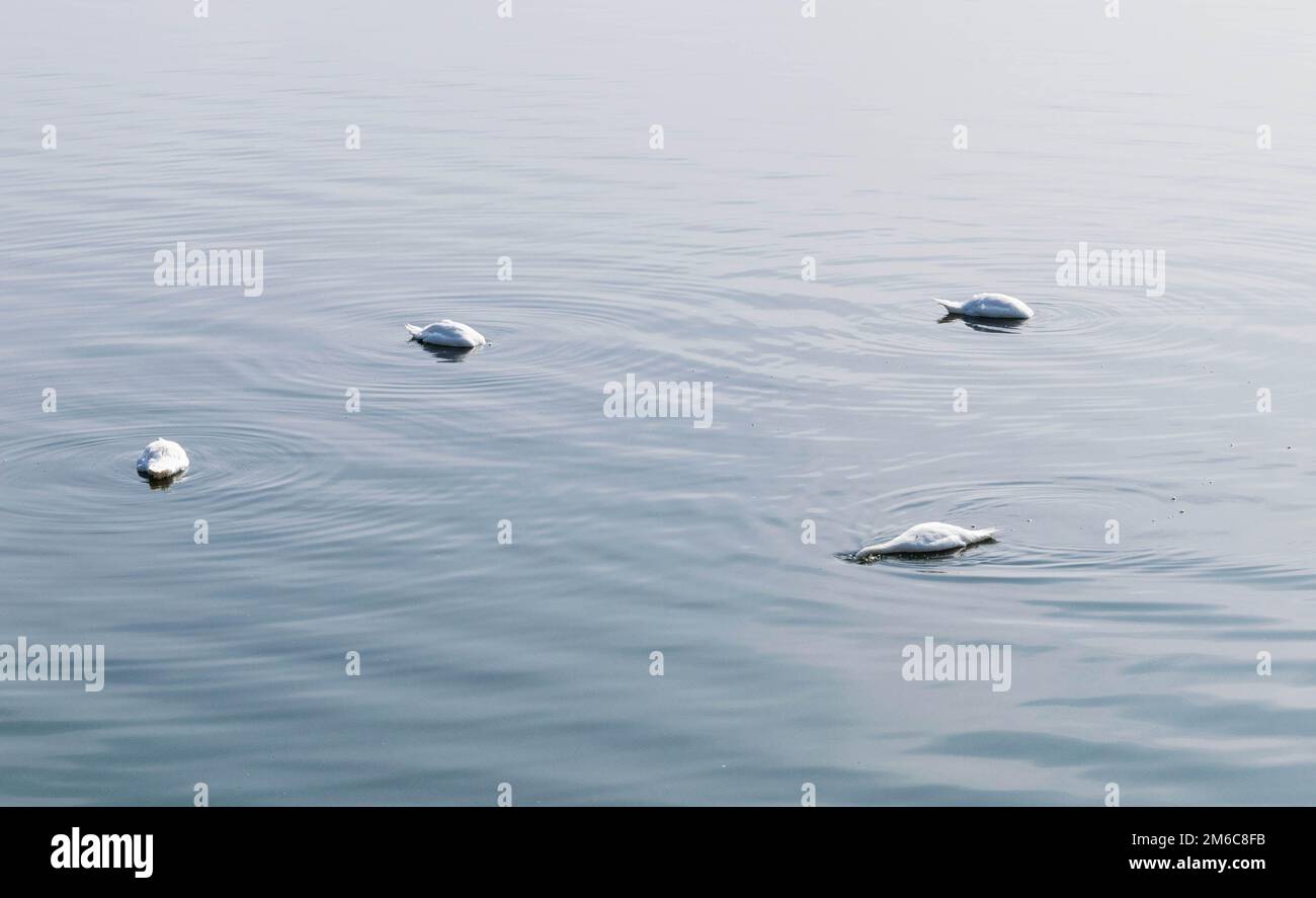 Group of swans with their heads in Draycote Waters lake on a foggy morning Stock Photo