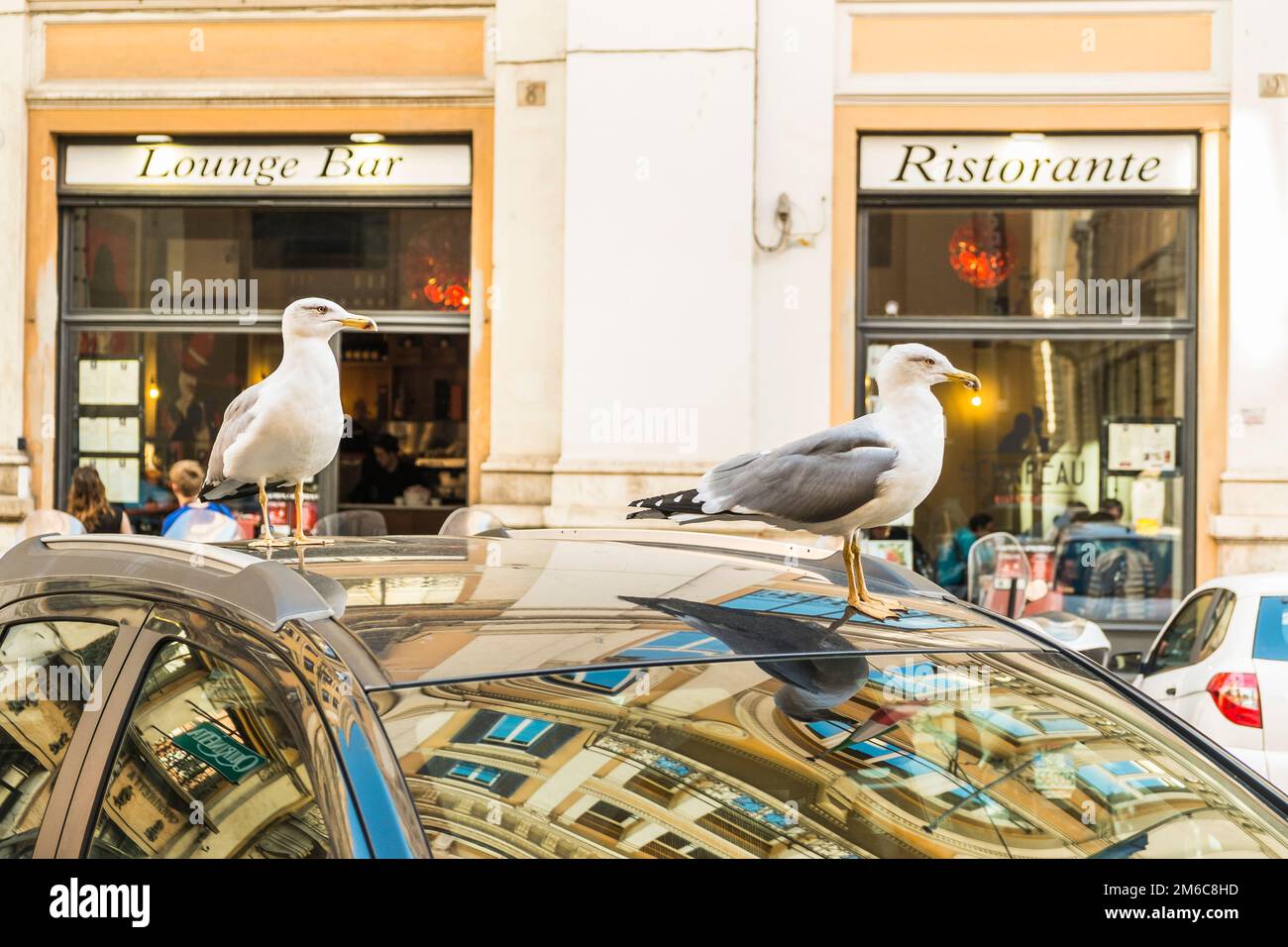 Seagulls on the roof of a car, restaurant, lounge bar in background Stock Photo