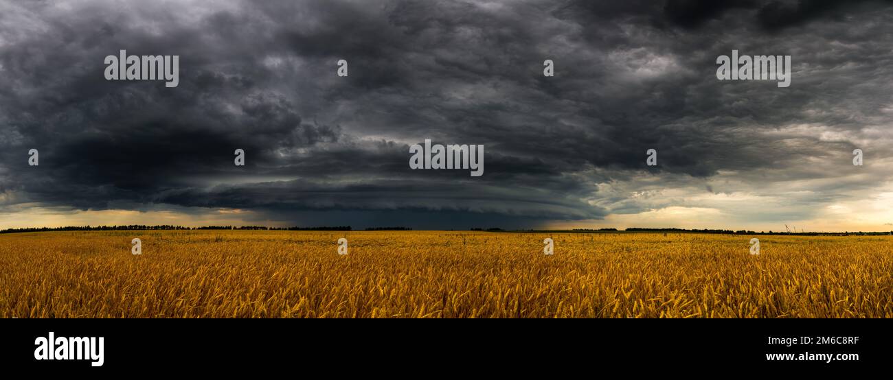 Round storm cloud over a wheat fieldin Russia. Panorama Stock Photo