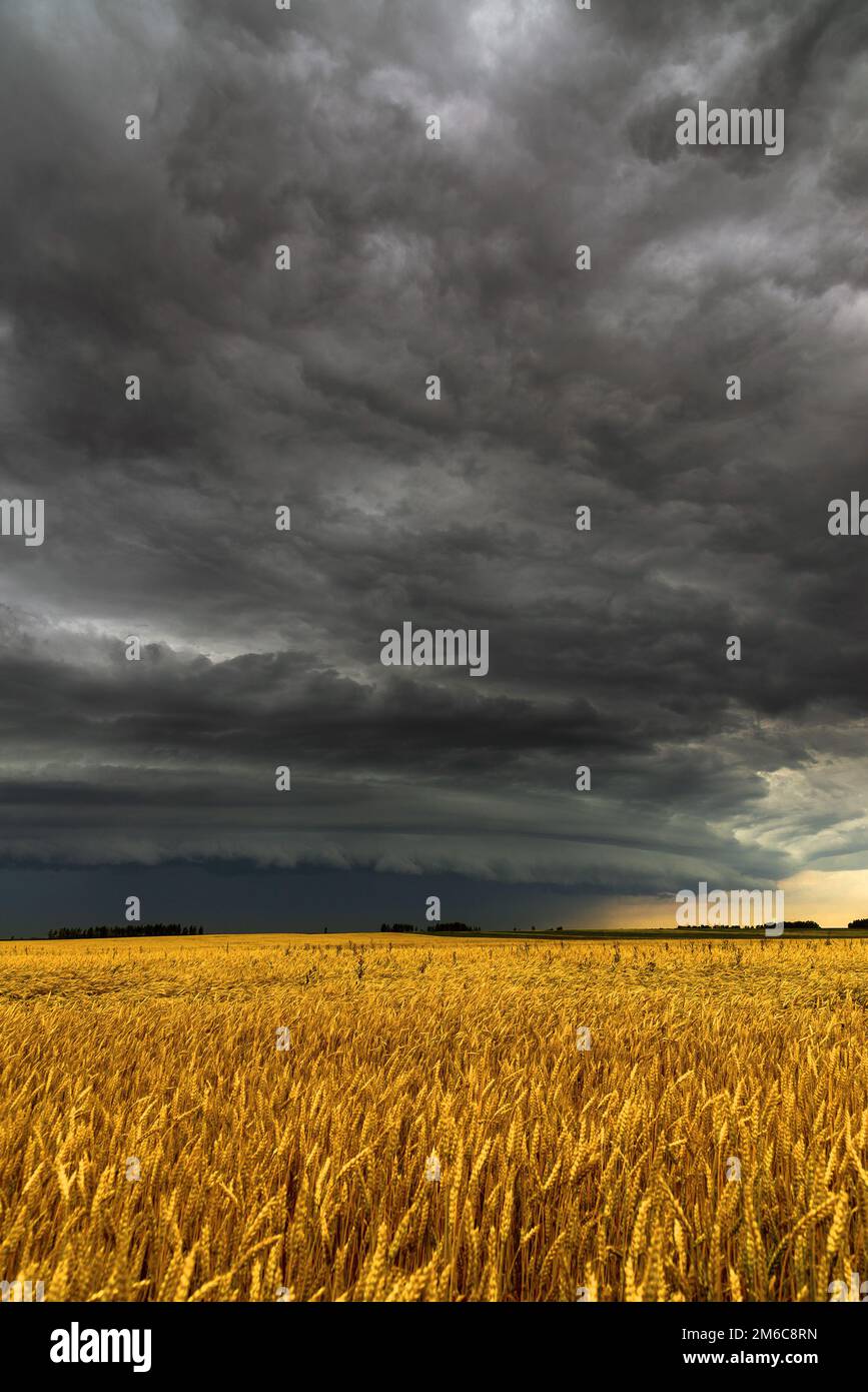 Black thunderstorm cloud above the wheat field Stock Photo
