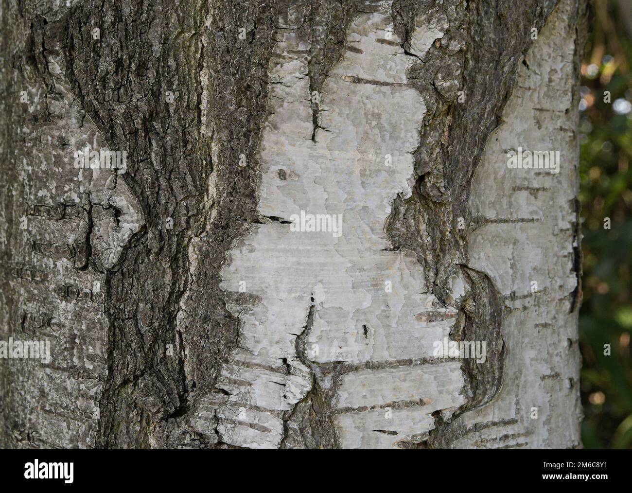 Old birch bark structure. Wood texture Stock Photo Alamy