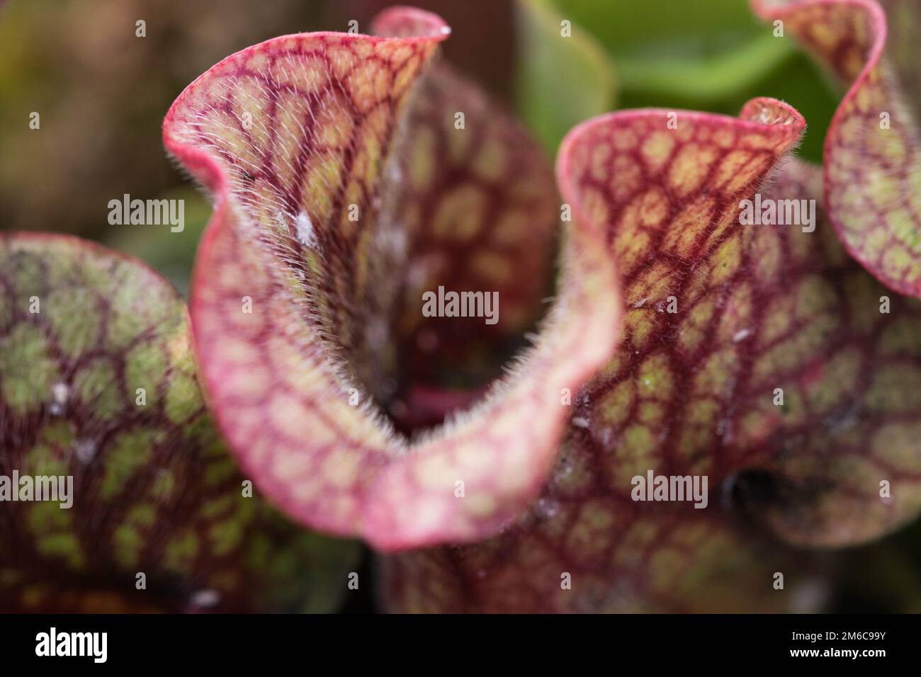 Darlingtonia Californica, also knows as Cobra Lily. Stock Photo