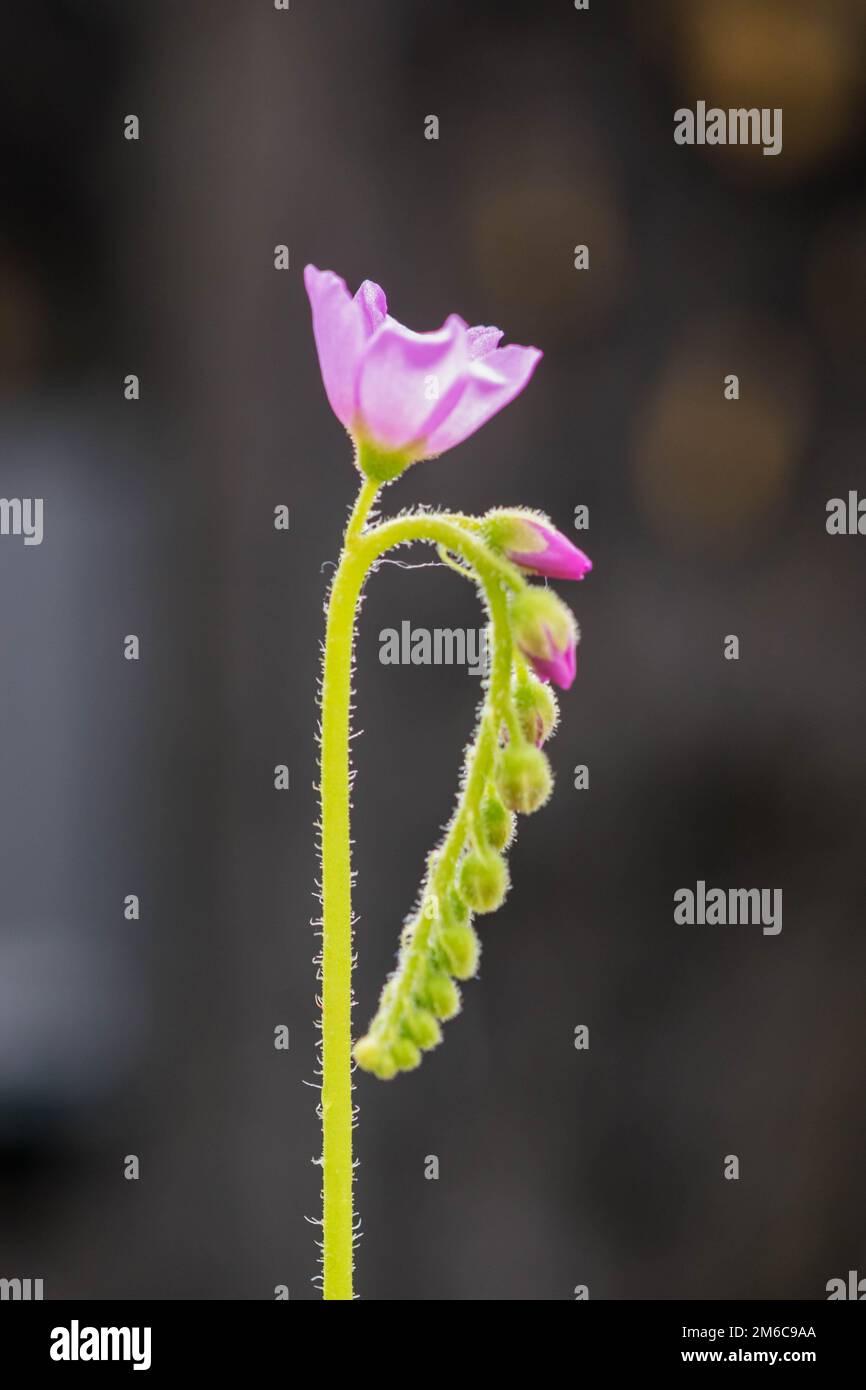 Drosera Spatulata flower closeup. Stock Photo