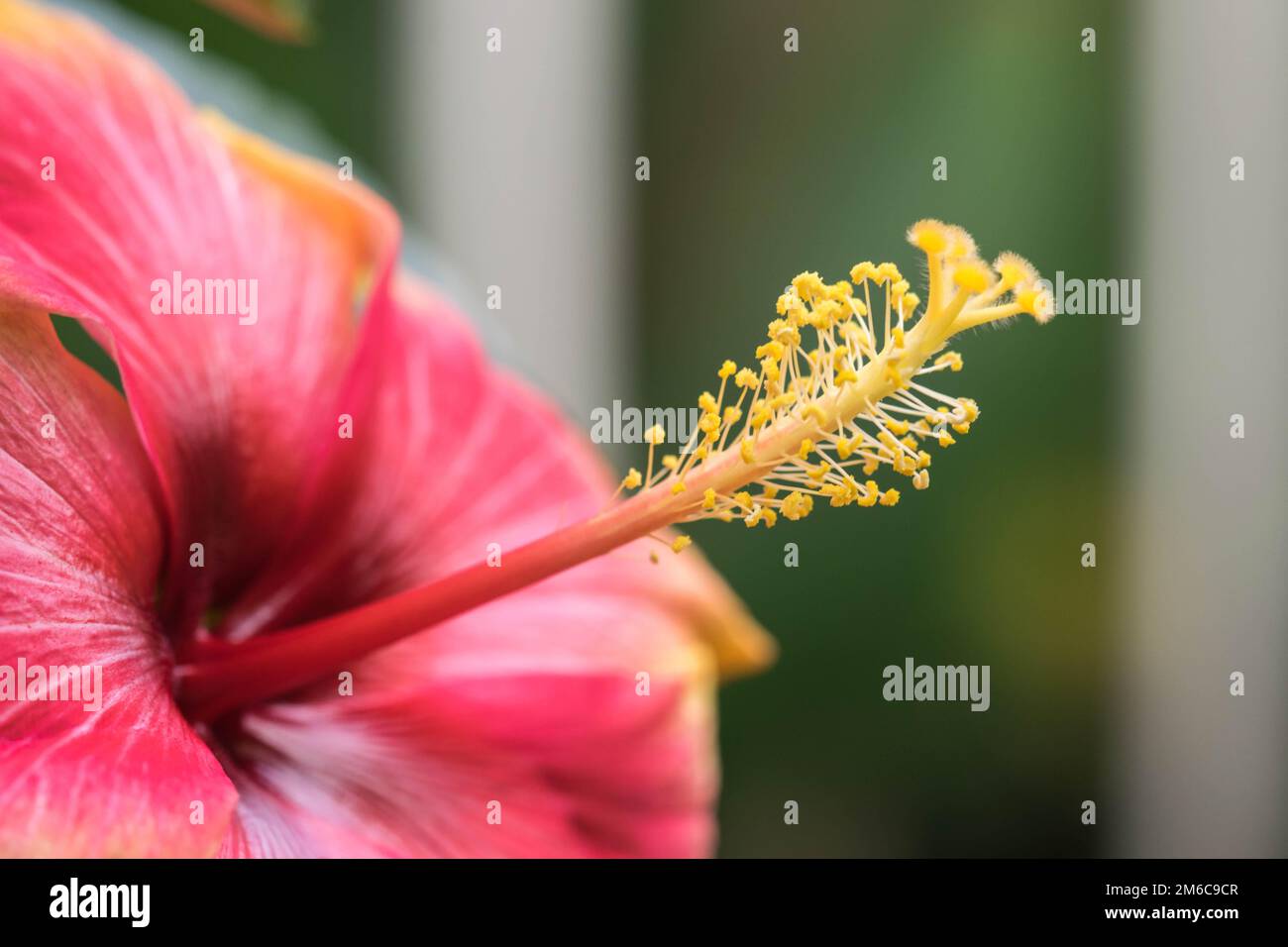 Extreme close up of a colourful flower stamen and stigma. Stock Photo