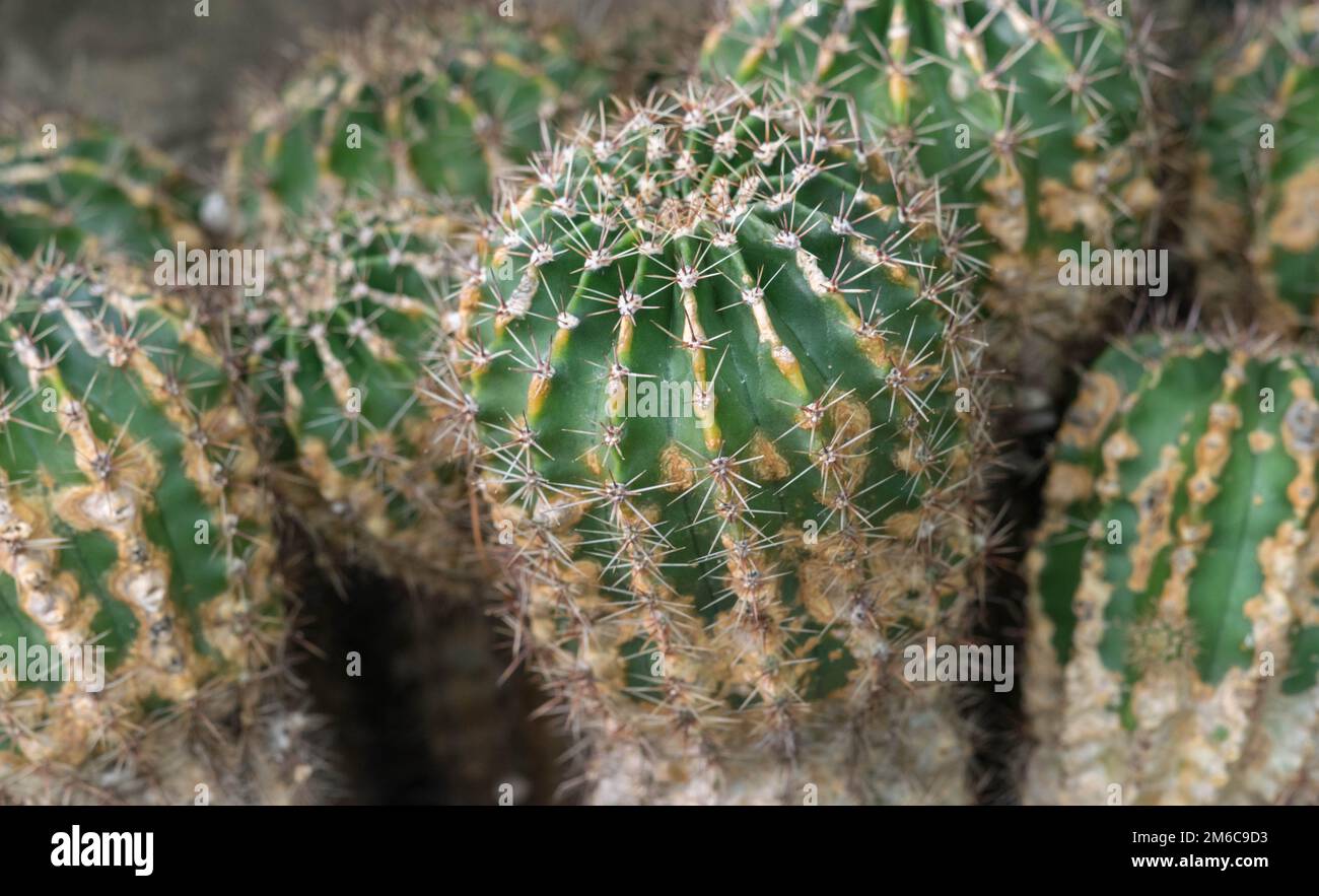 Echinopsis Eyriesii cactus close up. Stock Photo
